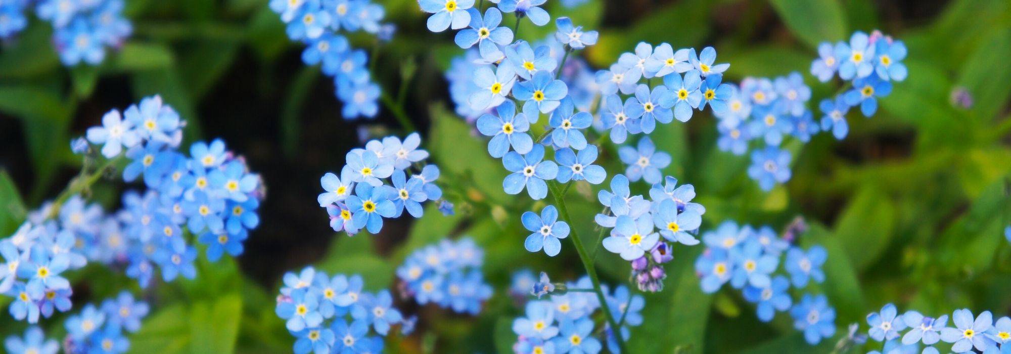 Myosotis: planting and sowing