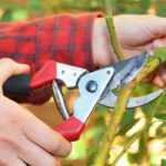 Main manual cutting tools and their use in the garden