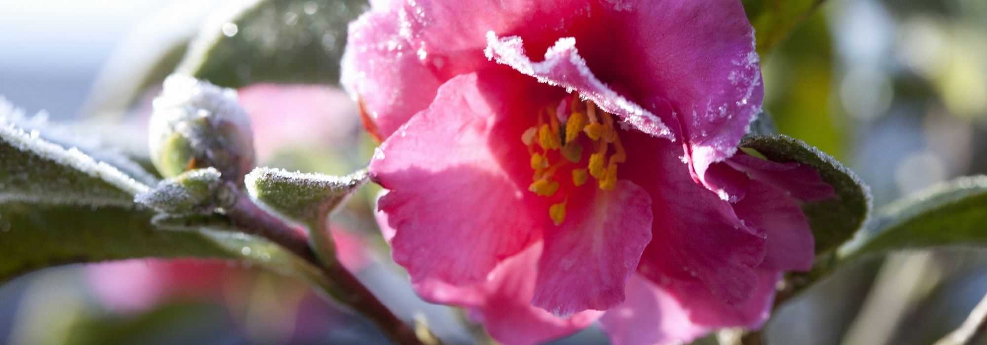 Camellias in winter: how to look after them?