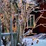 What to do in the garden in winter?