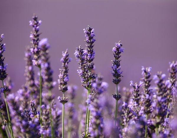 How to fail at growing lavender in 5 lessons?