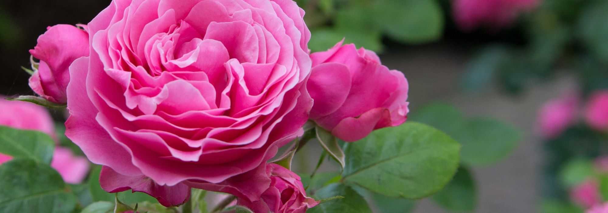 When and how to prune perpetual roses?