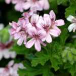 Successfully overwintering pelargoniums (balcony geraniums)