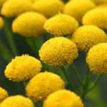 Tansy: sowing, planting, and growing