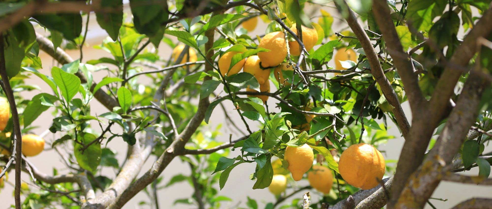 Diseases and parasitic organisms of lemon trees