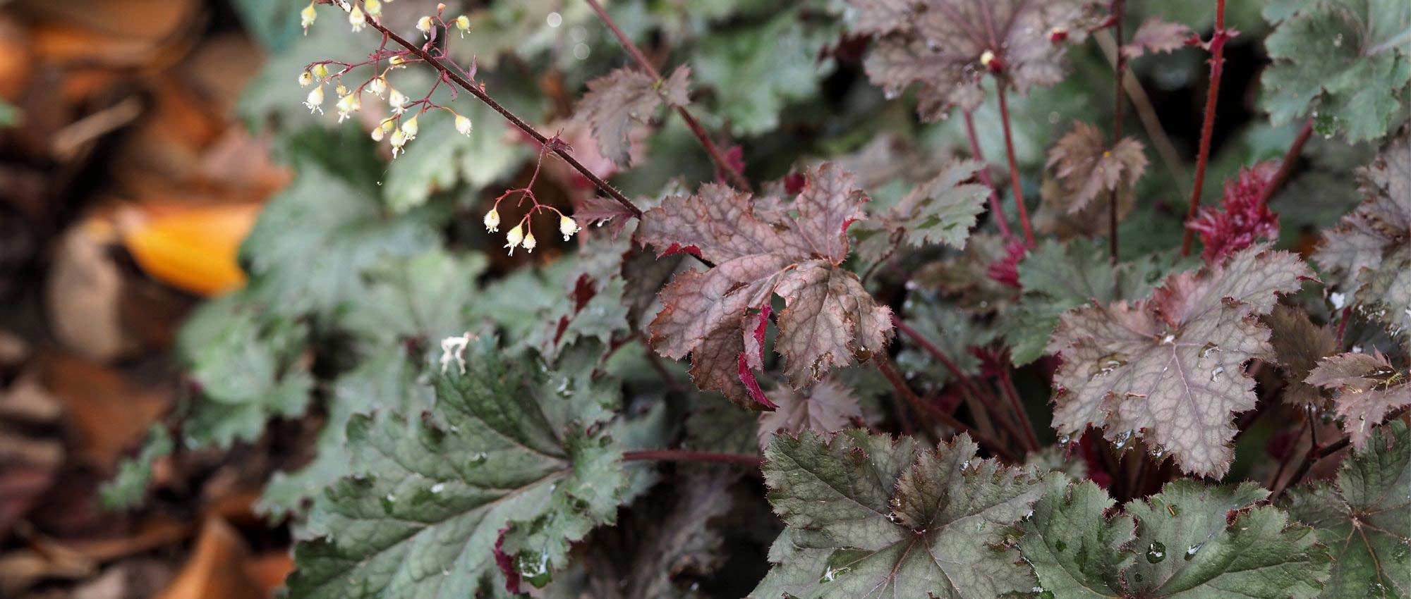 Heuchera: 7 ideas for successful plant combinations