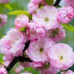 6 winter-flowering Prunus