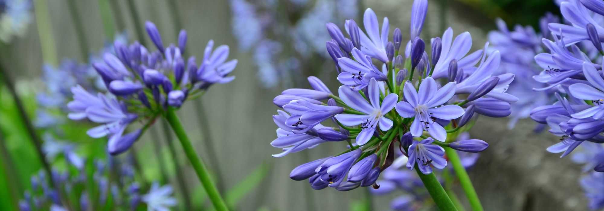 How to protect agapanthus over winter?