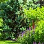 Garden in a housing estate: how to lay out and personalise?