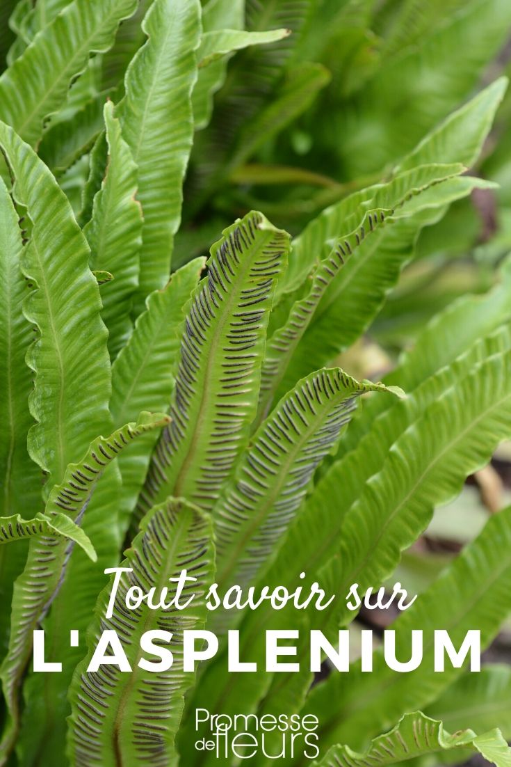 Asplenium - fern