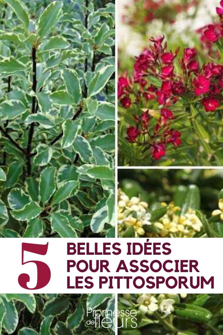 Pittosporum: Plant Pairing Ideas