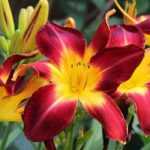 Daylilies: 7 ideas for successful combinations