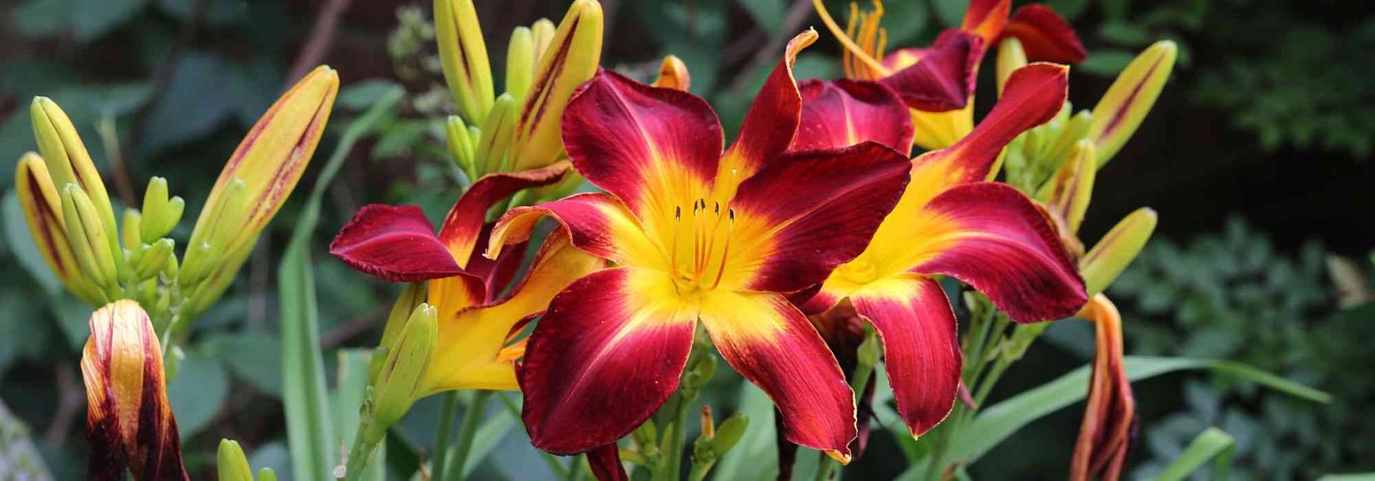 Daylilies: 7 ideas for successful combinations
