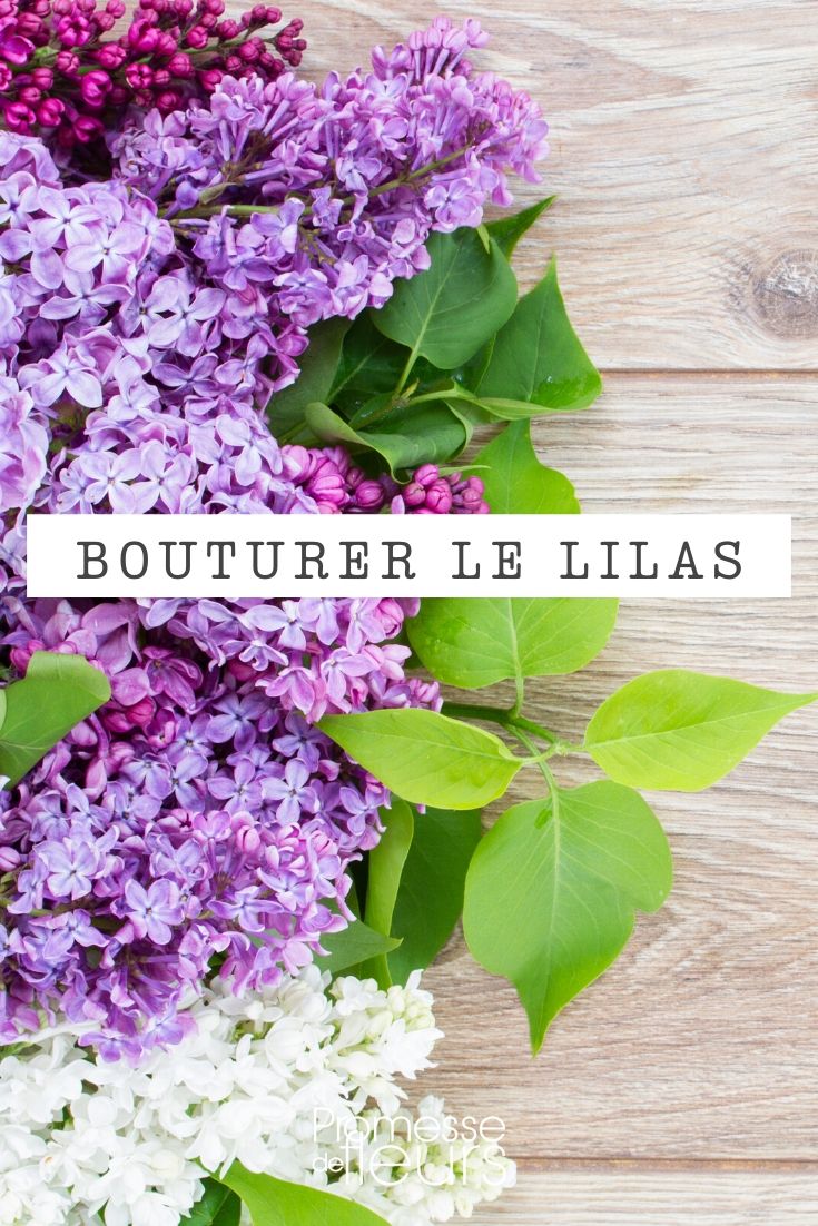 Lilacs: Making Cuttings