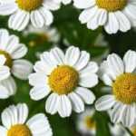 Chamomile: cultivation, harvest, benefits