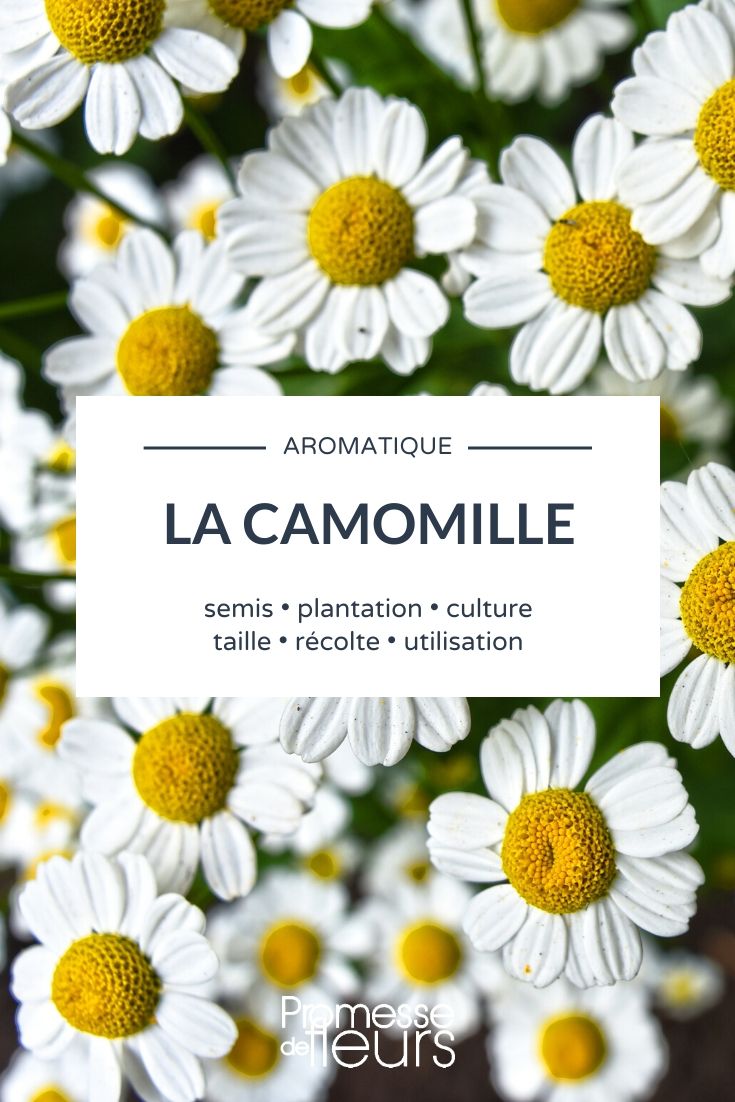 Chamomile: Everything You Need to Know

Chamomile is a beloved plant known for its delicate, daisy-like flowers and its soothing properties. In this article, we'll explore everything you need to know about growing and using chamomile, whether you're a seasoned gardener or a beginner looking to add this versatile herb to your garden.

### Growing Chamomile

Chamomile is relatively easy to grow and can thrive in a variety of conditions, although it prefers well-drained soil and plenty of sunlight. There are two main types of chamomile: Roman Chamomile (*Chamaemelum nobile*) and German Chamomile (*Matricaria recutita*). Both varieties have similar care requirements but differ slightly in their growth habits and uses.

#### Planting

You can start chamomile from seeds or seedlings. If starting from seeds, sow them directly into the ground in spring after the last frost. Chamomile seeds need light to germinate, so simply press them into the soil without covering them. Keep the soil moist until germination, which usually takes about one to two weeks.

#### Care

Chamomile is a low-maintenance plant. Water it regularly, especially during dry spells, but be careful not to overwater as this can lead to root rot. Chamomile does not usually require fertilization; however, a light application of a balanced organic fertilizer in the spring can help promote healthy growth.

### Harvesting and Using Chamomile

The best time to harvest chamomile flowers is when they are fully open, just before they begin to wilt. This is when the essential oils are most potent. Gently pick the flowers and let them dry in a cool, dark place if you plan to use them for tea or other herbal remedies.

#### Chamomile Tea

Chamomile tea is renowned for its calming effects, making it a perfect drink before bedtime. To make chamomile tea, steep 2-3 dried chamomile flowers in hot water for about 5 minutes. You can add honey or lemon for extra flavour.

#### Other Uses

Beyond tea, chamomile can be used in various ways. It's popular in skincare products for its anti-inflammatory and soothing properties. You can also use chamomile as a natural plant feed by steeping the flowers in water to create a chamomile tea for plants.

### Conclusion

Chamomile is not only a beautiful addition to your garden but also a versatile herb with numerous benefits. Whether you're growing it for its aesthetic appeal or its medicinal properties, chamomile is sure to enrich your gardening experience and your health.

Happy gardening!