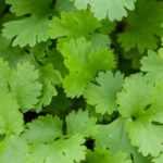 Coriander: cultivation, harvest, benefits