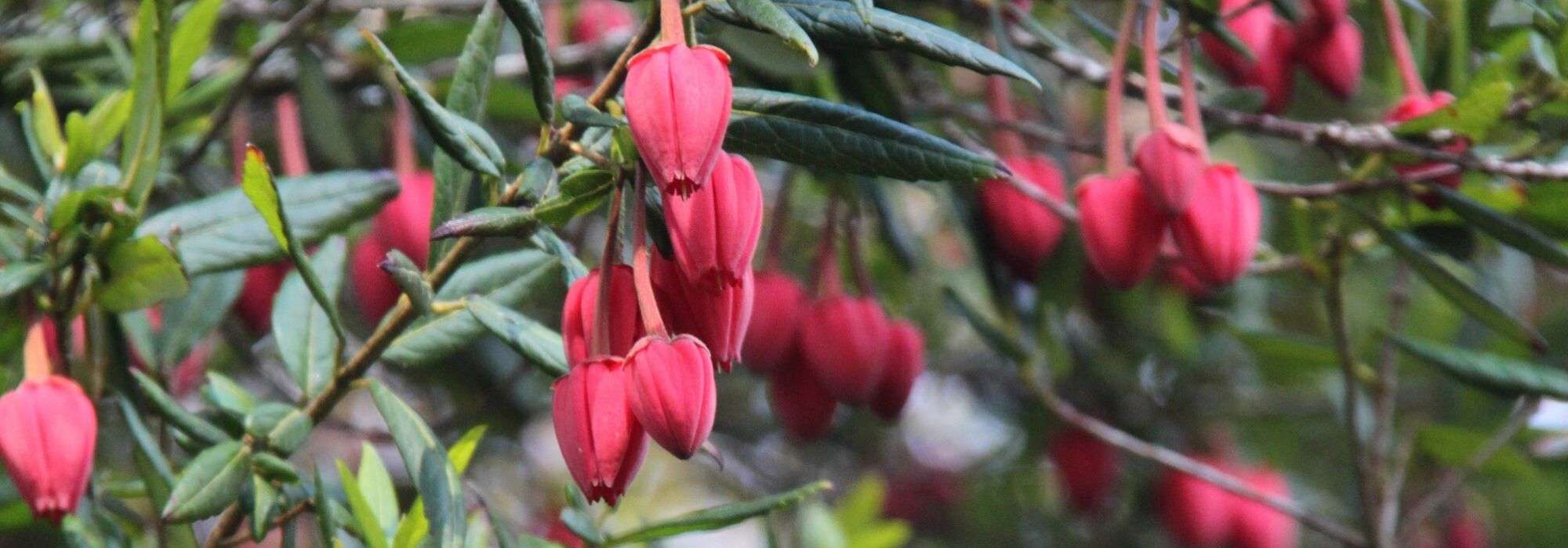 Crinodendron, Lantern tree: planting, pruning, and care
