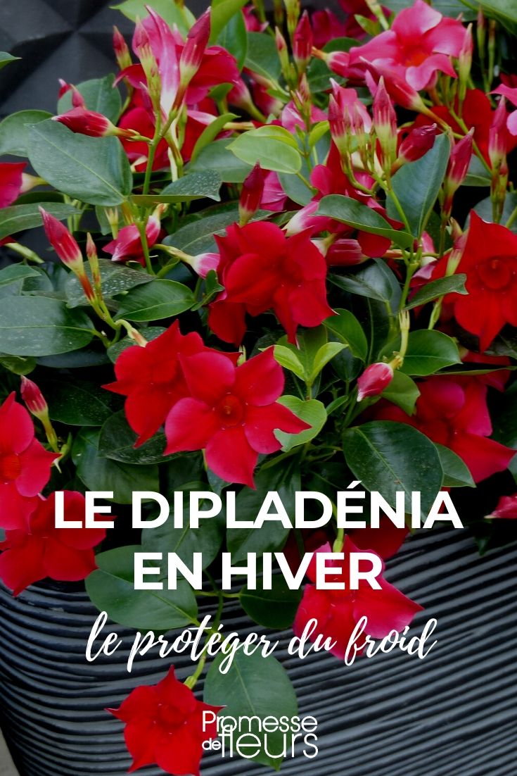 Protecting Dipladenia in Winter