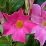 Dipladenia in winter: protecting it from cold