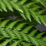 Tree fern: planting, cultivation, maintenance