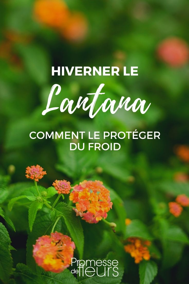 Lantana: Protecting it from the Cold in Winter