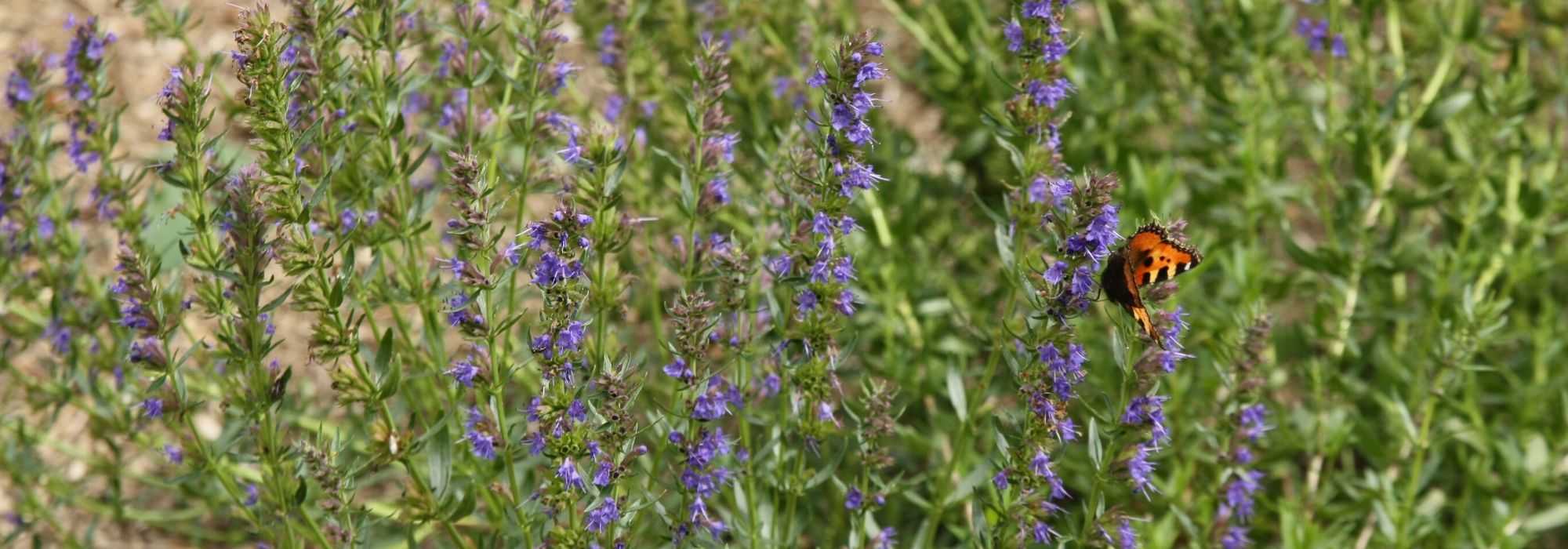 Hyssop, Hyssopus officinalis: sowing, planting, cultivation, benefits