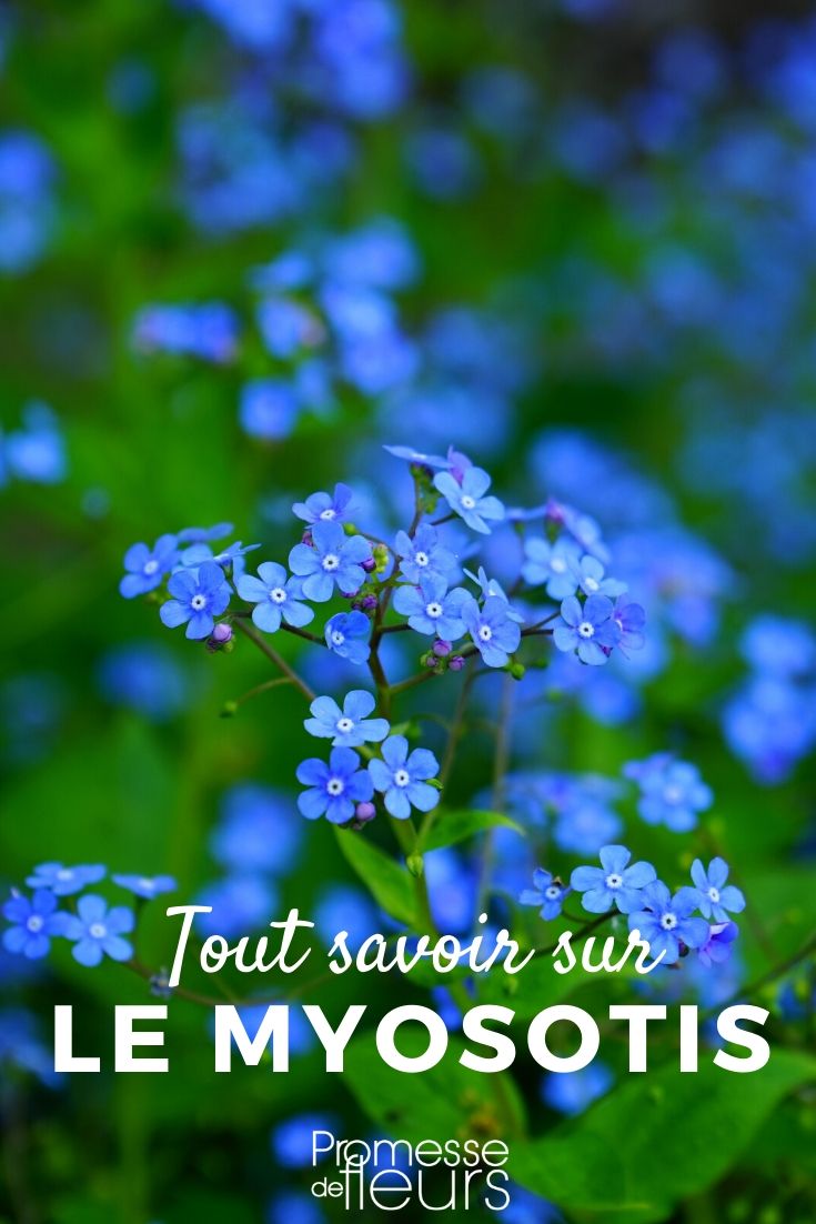 Forget-Me-Not: Sowing and Planting