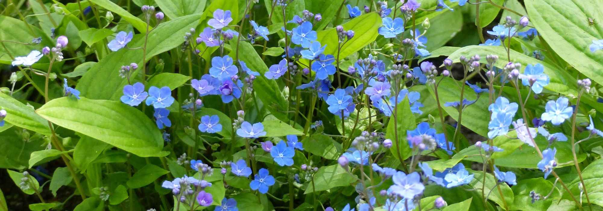 Omphalodes: planting, cultivation, and care