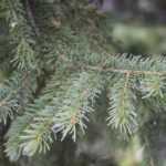 Douglas Fir, Pseudotsuga: planting, pruning, and care