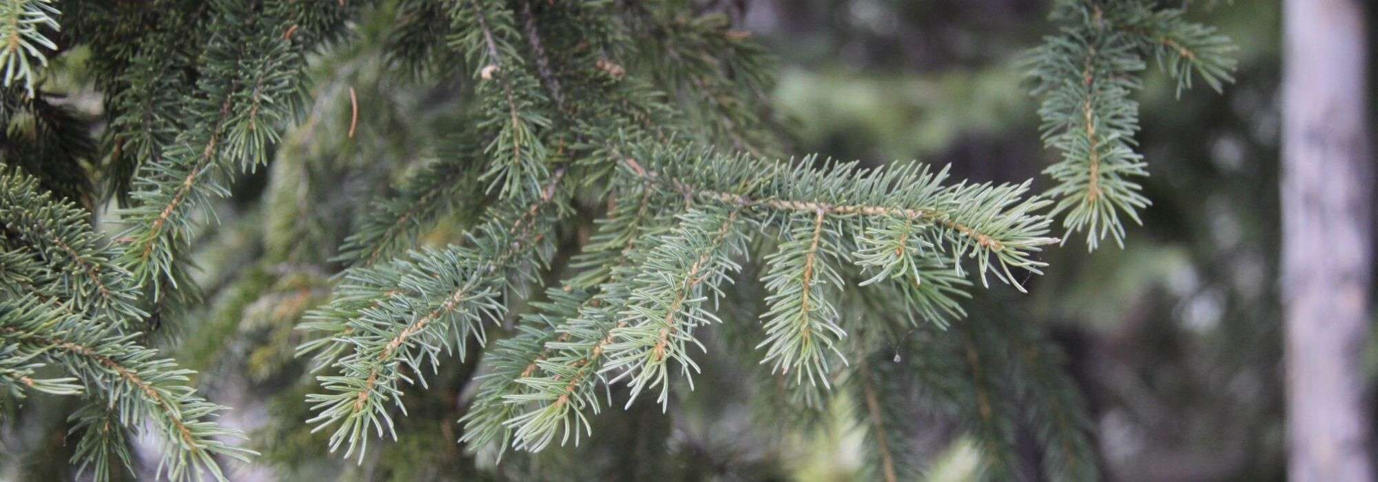 Douglas Fir, Pseudotsuga: planting, pruning, and care