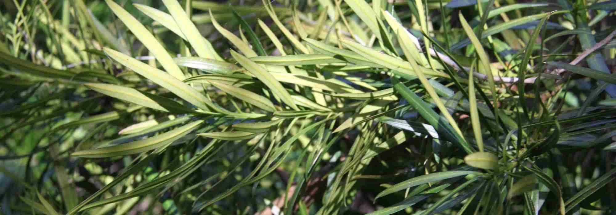 Podocarpus: planting, pruning, and care