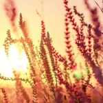 Lythrum: planting, care