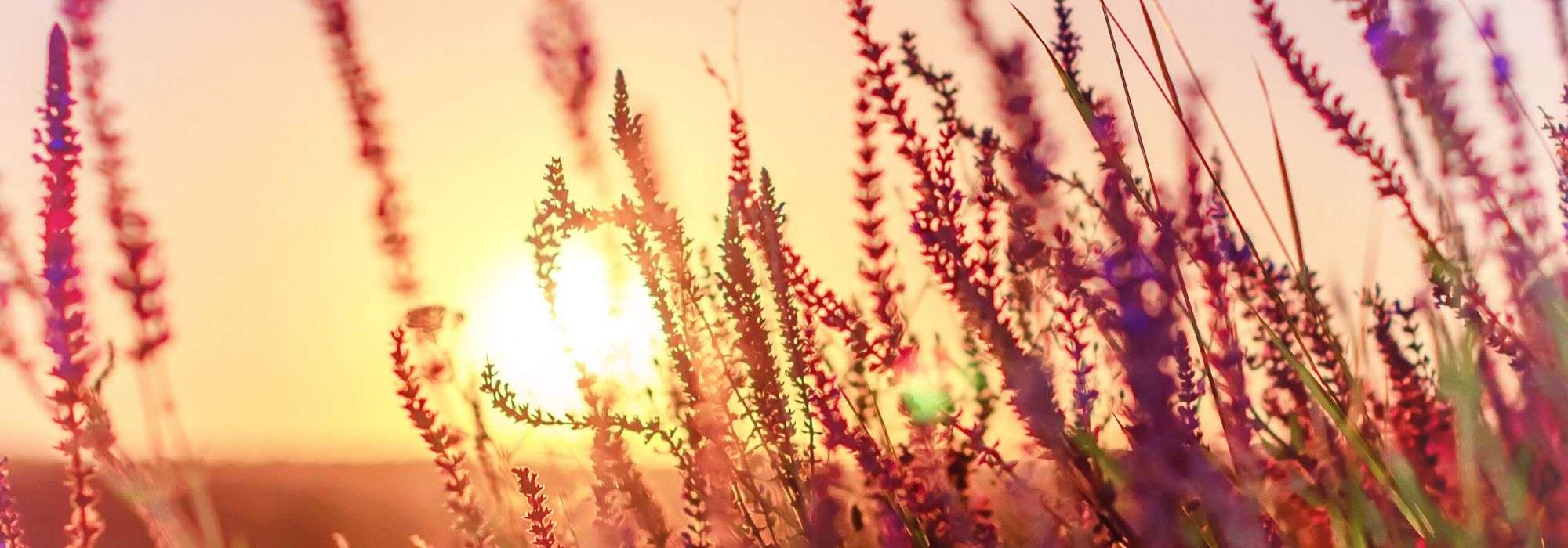 Lythrum: planting, care