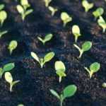 Indoor sowing: useful and practical tools and accessories