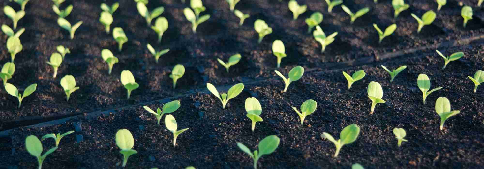 Indoor sowing: useful and practical tools and accessories