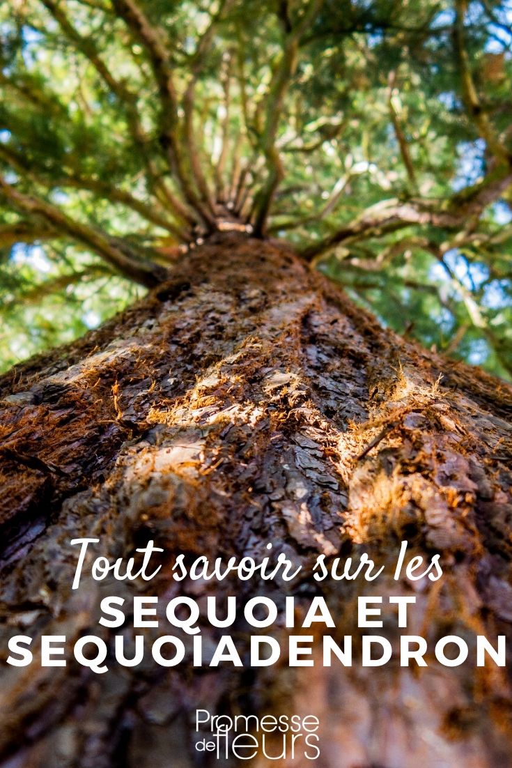 Sequoia and Sequoiadendron: Everything You Need to Know