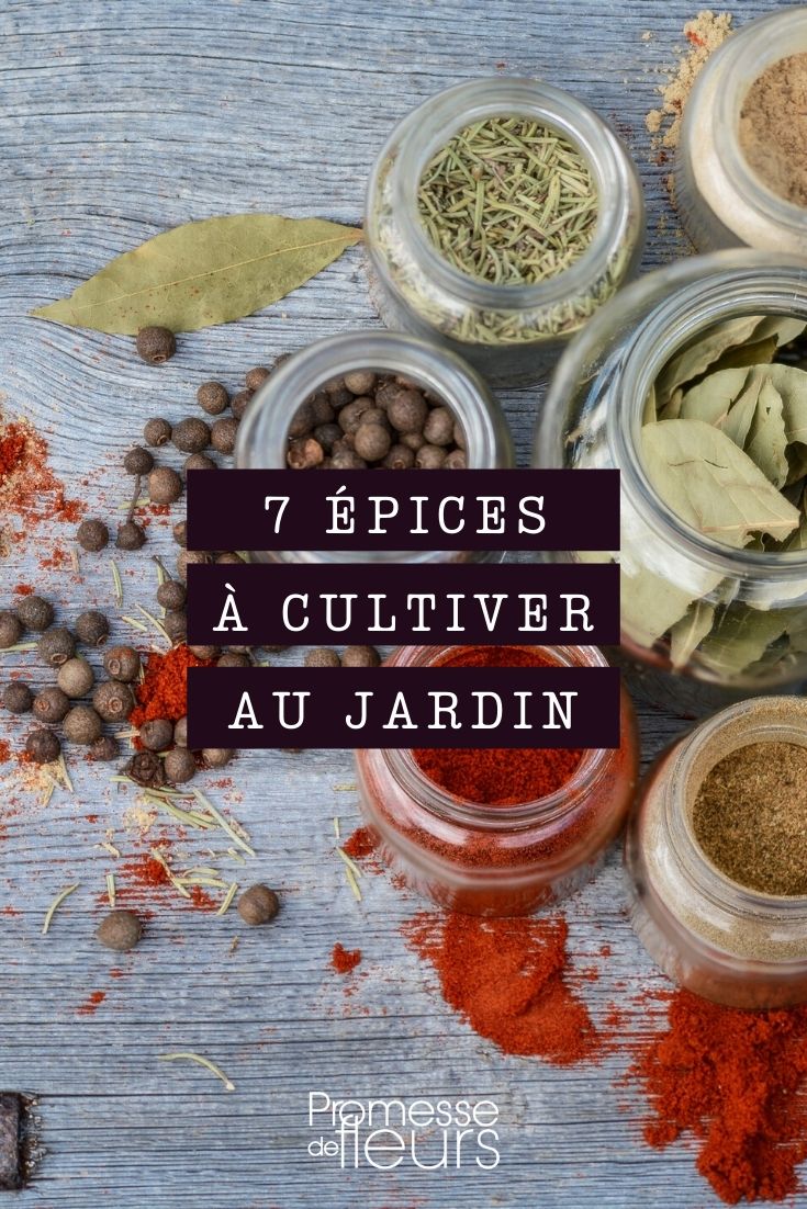 Spices You Can Grow in Your Garden