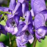 Monk's hood: 7 ideas to combine it in the garden