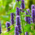 Agastache: 7 successful companion planting ideas!