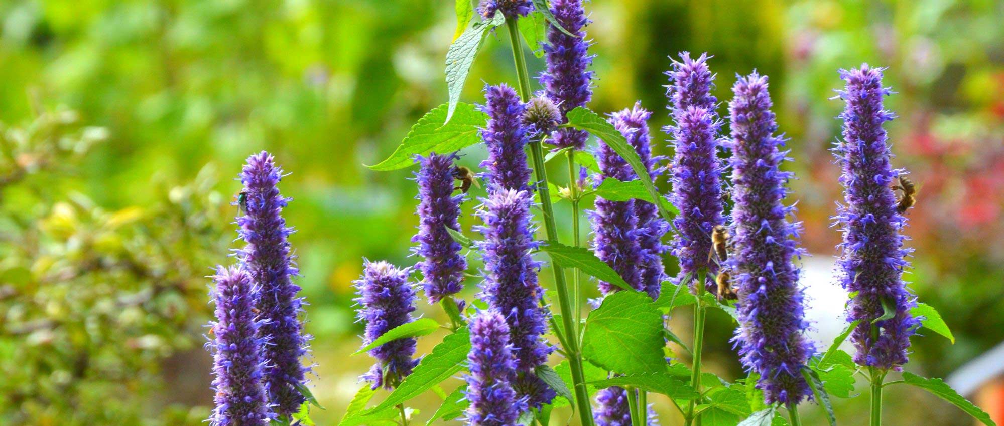 Agastache: 7 successful companion planting ideas!