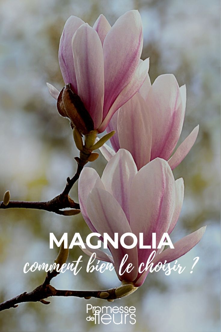 Magnolia: Choosing the Right One