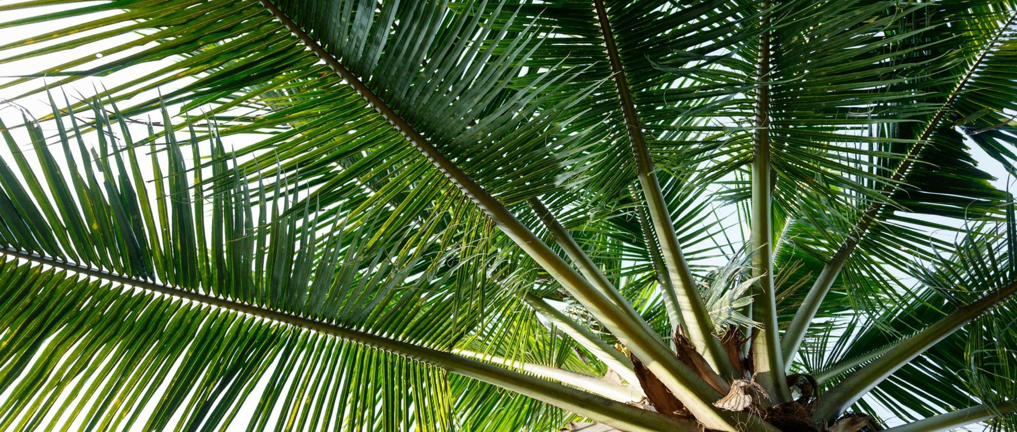 Which palm should I choose for my garden?