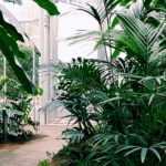 Potted palms: 7 remarkable species for indoors