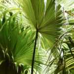 7 hardy palms to plant almost anywhere in France