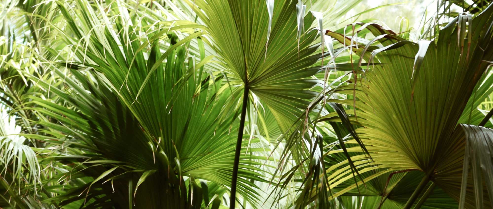7 hardy palms to plant almost anywhere in France