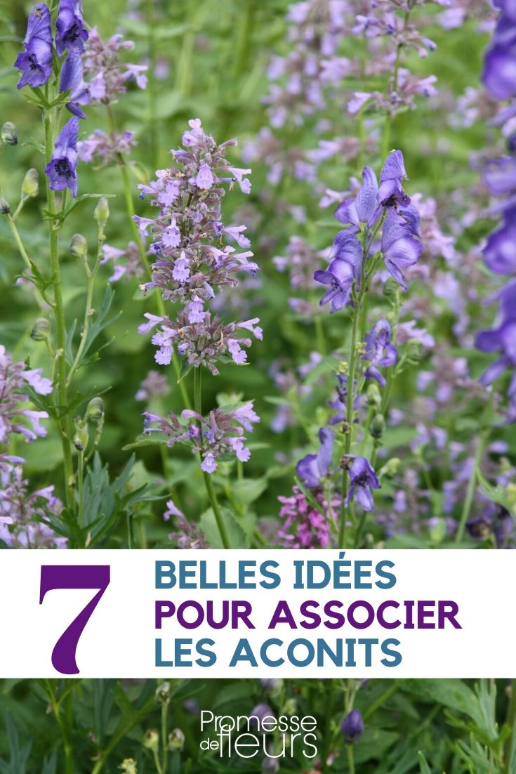 Aconitum: Plant Pairing Ideas
