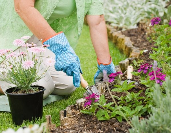 Mycobacterium vaccae, the secret to gardeners' morale