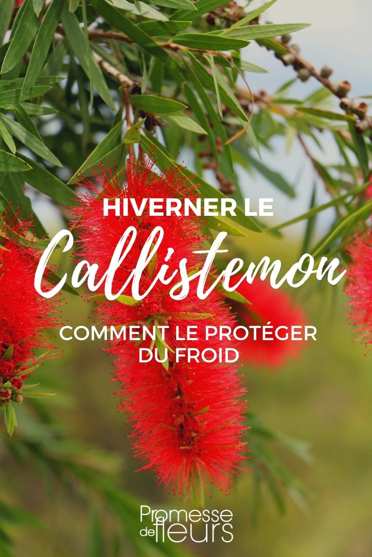 Callistemon: How to Protect it from the Cold in Winter?