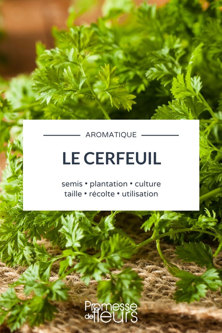 Chervil: Everything You Need to Know

Chervil, scientifically known as Anthriscus cerefolium, is a delicate culinary herb, often overlooked but deserving a spot in any kitchen garden. This guide will provide you with all the necessary information to grow, care for, and use chervil in your cooking.

### Growing Chervil

Chervil thrives in light, well-drained soil with a bit of shade. It's ideal for cooler climates and can be sown directly into the ground in early spring. Chervil seeds should be planted about 1 cm deep and spaced approximately 20 cm apart. Keep the soil moist but not waterlogged.

### Caring for Chervil

This herb is relatively low-maintenance. Ensure it receives enough water, especially during dry spells, and feed it with a general-purpose fertilizer once a month. Chervil can be prone to fungal diseases, so good air circulation is crucial.

### Harvesting Chervil

Chervil leaves can be harvested when they are young and tender, usually 6-8 weeks after sowing. Cut the leaves gently to encourage new growth. It's best used fresh as it loses flavour when dried.

### Culinary Uses of Chervil

Chervil is a staple in French cuisine, known for its subtle flavour, reminiscent of mild parsley with a hint of anise. It is perfect for enhancing the taste of chicken, fish, and egg dishes. Chervil is also a key ingredient in the classic French herb mixture, Fines Herbes.

### Conclusion

Chervil is a must-have for any gardener or chef who appreciates the nuances of French cooking. Its cultivation is straightforward, and its delicate flavour can elevate simple dishes to something truly special. Why not add chervil to your garden and see how it transforms your culinary creations?